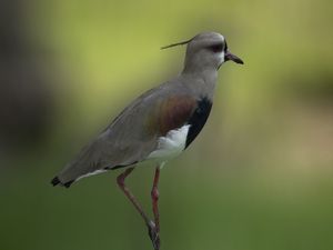 QUERO-QUERO SOLITÁRIO