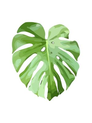 MONSTERA DELICIOSA - COSTELA DE ADÃO