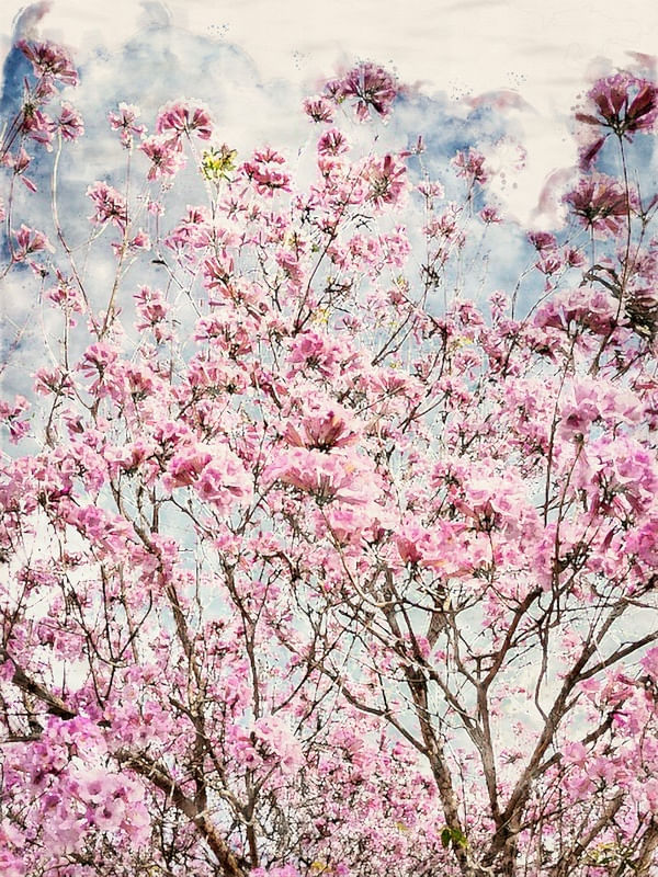 FLORAIS EM AQUARELA