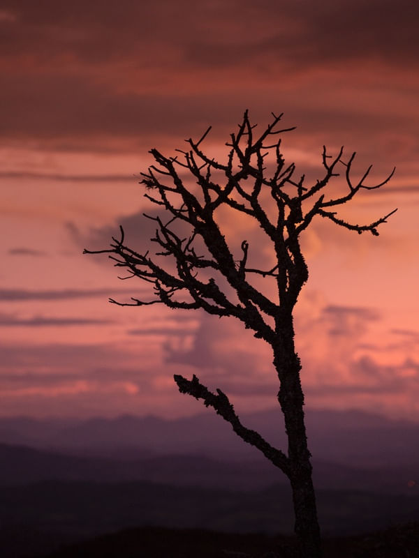 GALHOS SUNSET