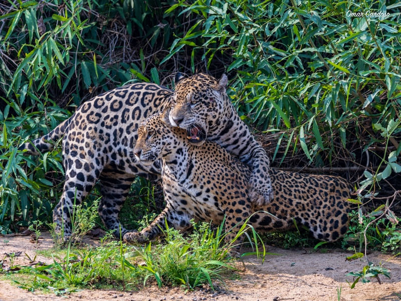 ONÇA IBACA E GUAÇU IN LOVE NO PANTANAL
