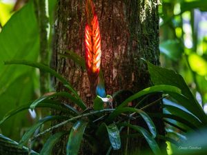 BROMÉLIA LUMINESCENTE COM A LUZ DO SOL EM JOINVILLE