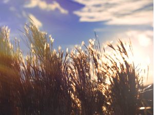 AMANHECER NO CAMPO