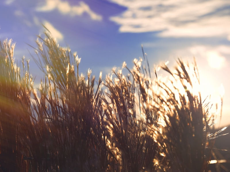 AMANHECER NO CAMPO