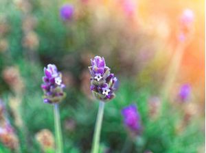 FLORES DE LAVANDA