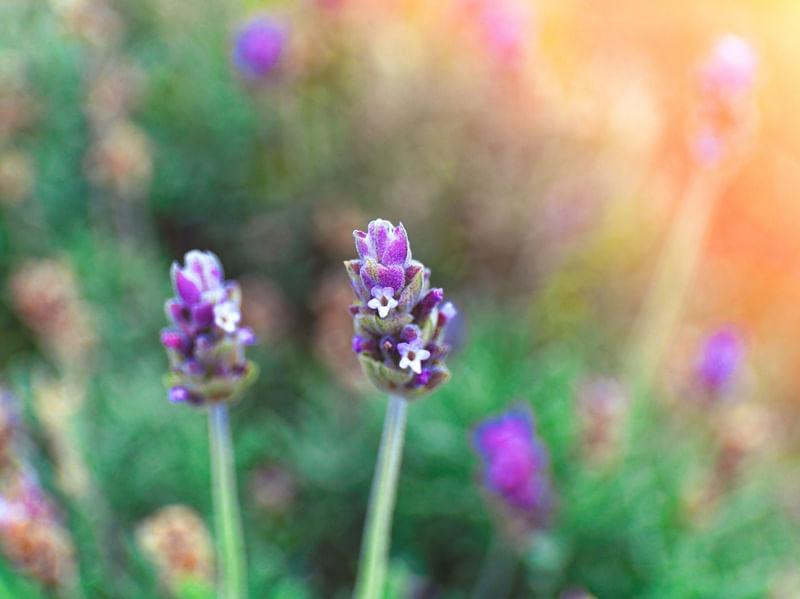 FLORES DE LAVANDA