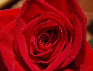 AS PÉTALAS DA ROSA