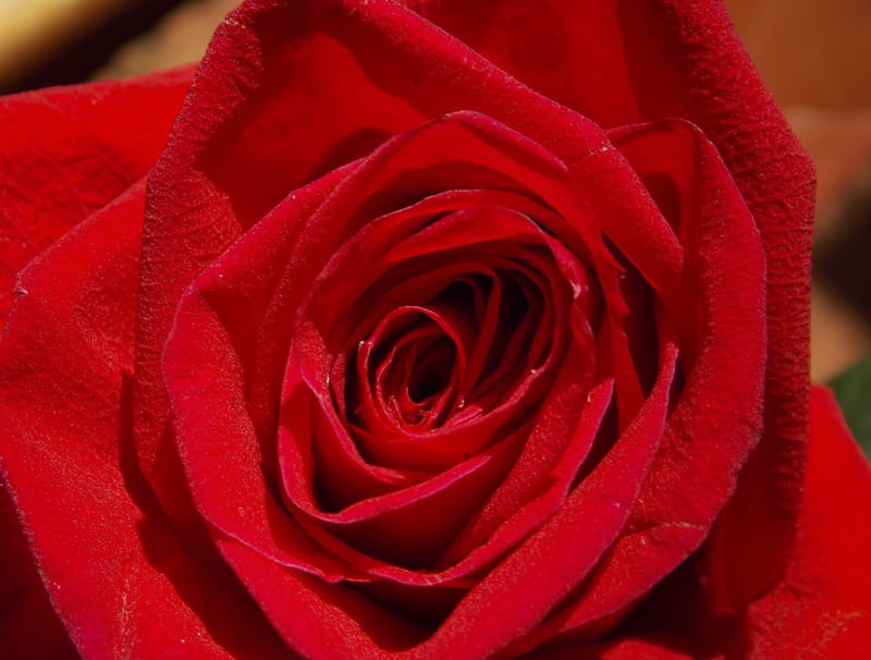 AS PÉTALAS DA ROSA