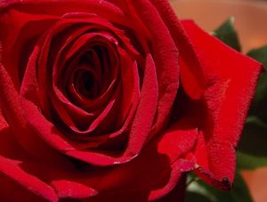 AS PÉTALAS DA ROSA 2