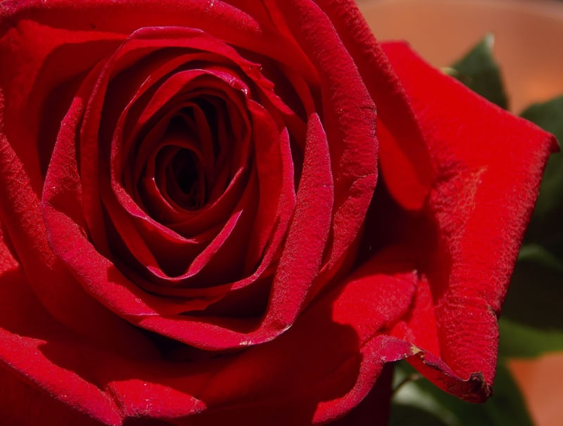 AS PÉTALAS DA ROSA 2