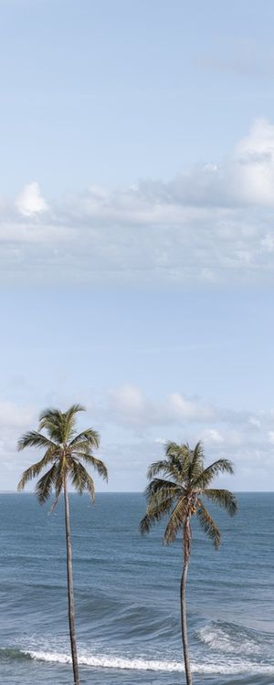 GIGANTES TROPICAIS