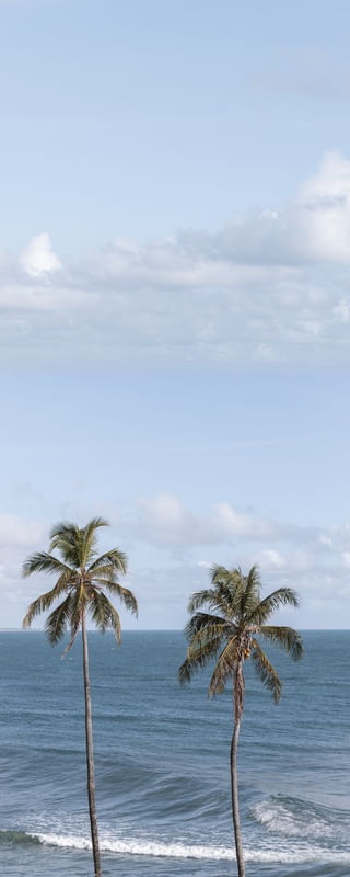 GIGANTES TROPICAIS