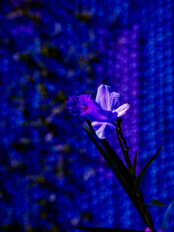 ORQUÍDEA BAMBU 1897