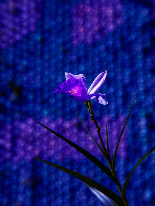 ORQUÍDEA BAMBU 1898