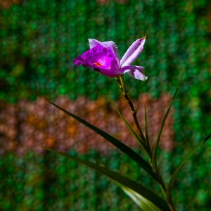 ORQUÍDEA BAMBU 1899