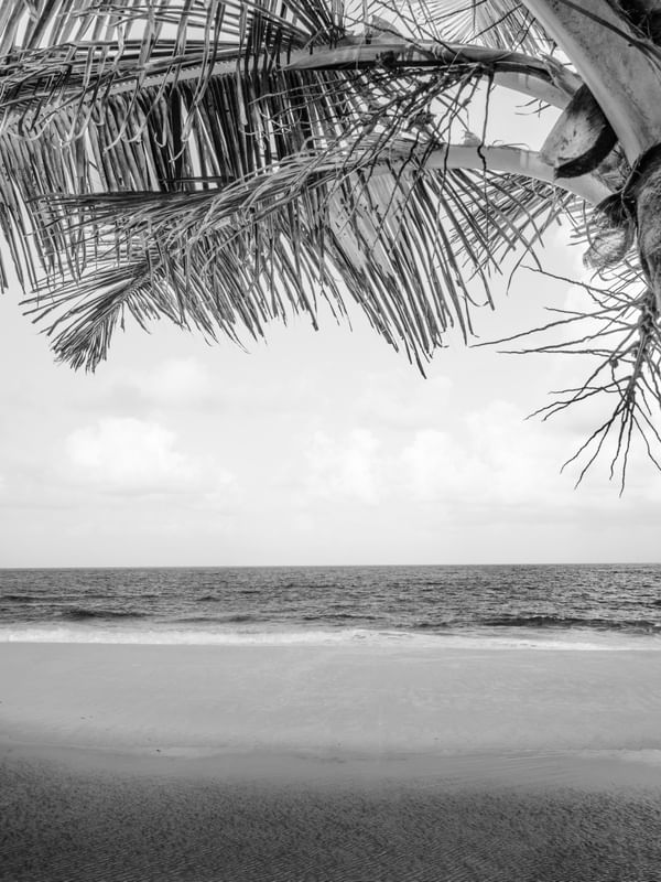 SOMBRA DO COQUEIRO - PRAIA BELA, PB - P&B