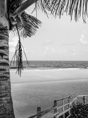 SOMBRA DO COQUEIRO II - PRAIA BELA, PB - P&B