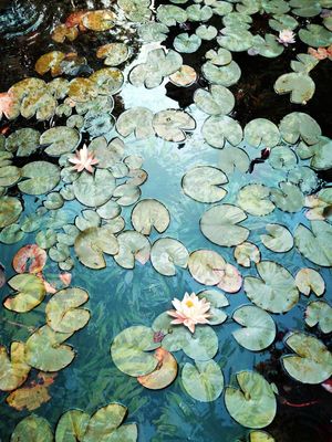 WATERLILIES