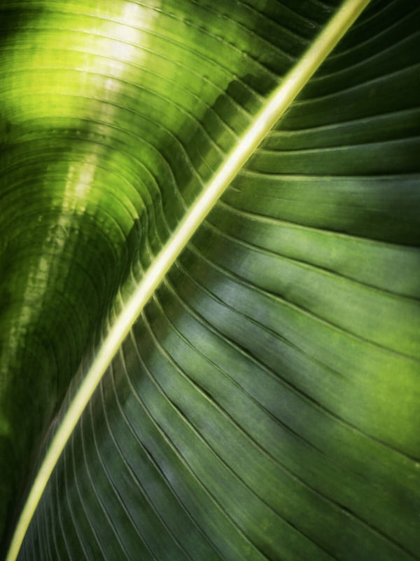 GIANT PALM LEAF