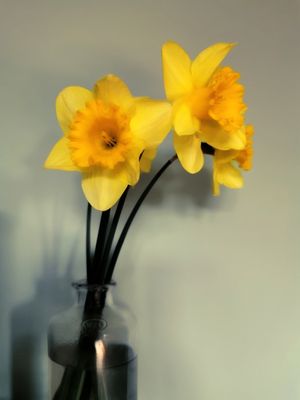 SUNSHINE WITHIN