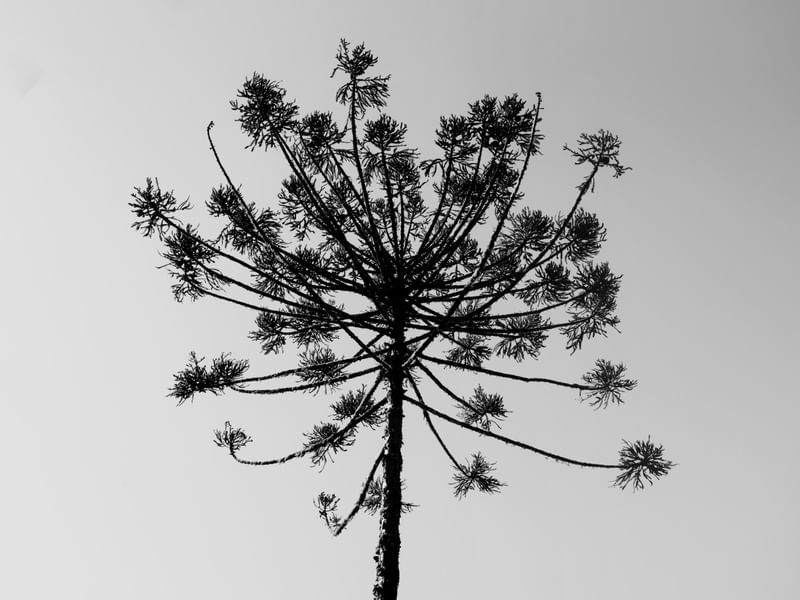NATUREZA: ARAUCÁRIA TREE II