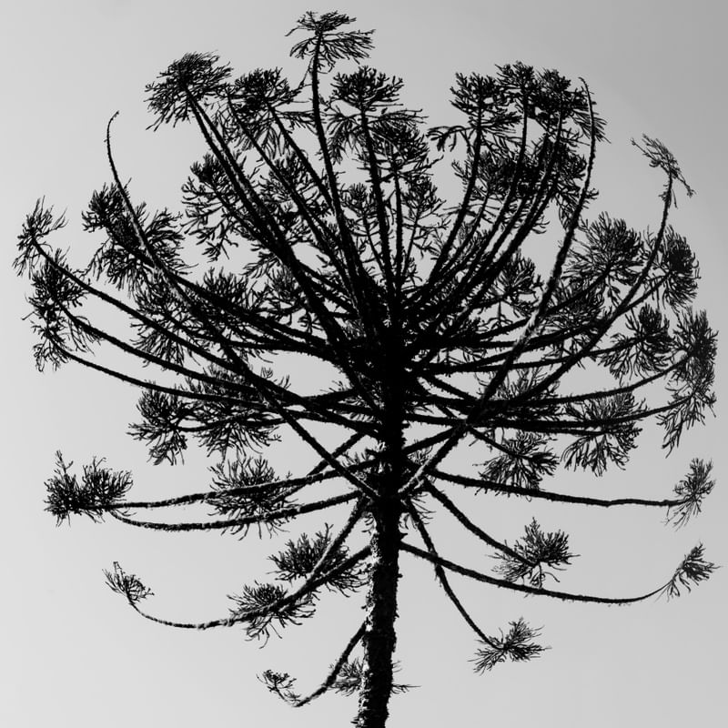 NATUREZA: ARAUCÁRIA TREE