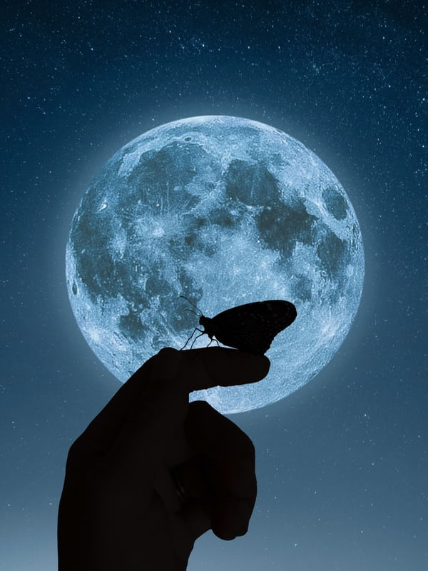 A BORBOLETA E A LUA