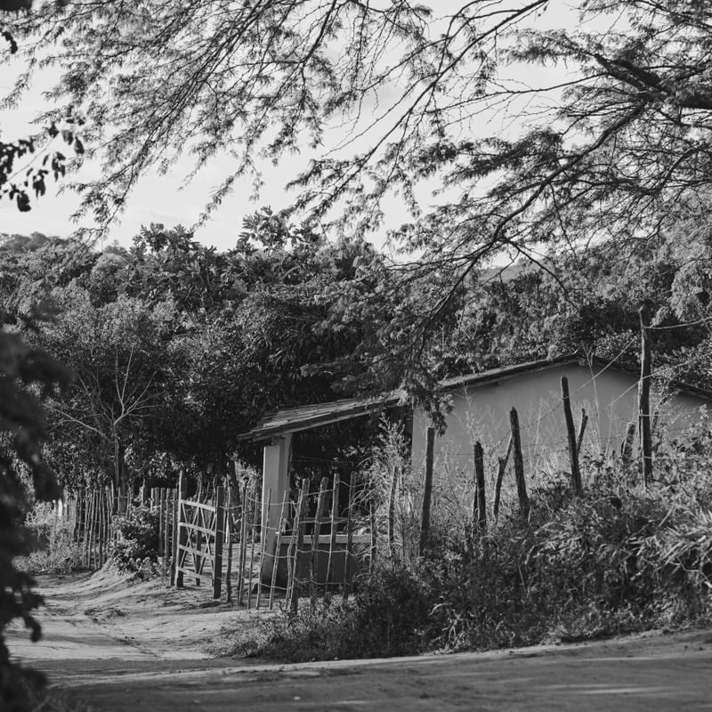 SIMPLICIDADE - BANANEIRAS, PB - QUADRADO | P&B