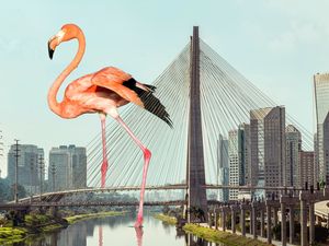 FLAMINGO EM SP