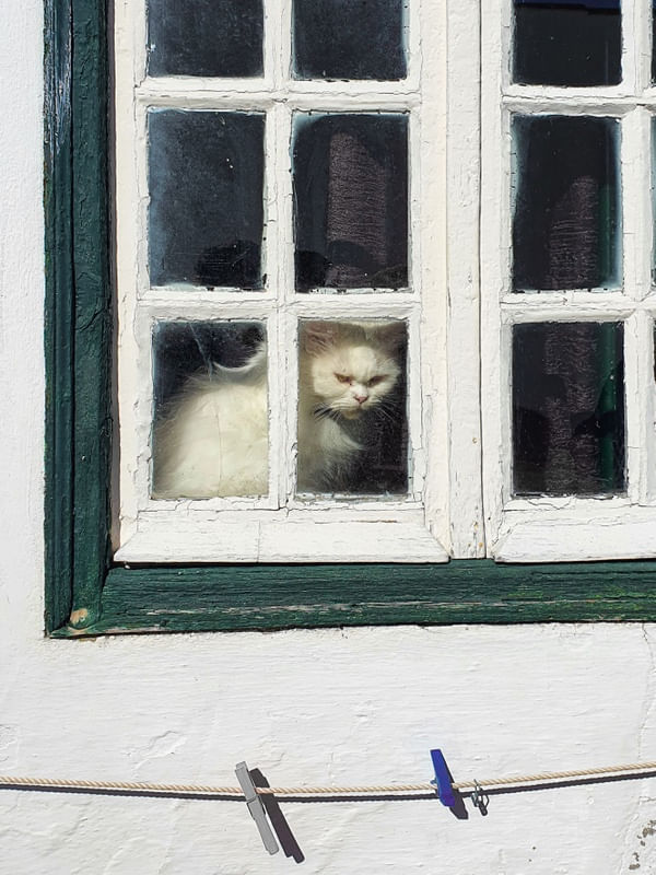 GATO CURIOSO NA JANELA - MÉRTOLA