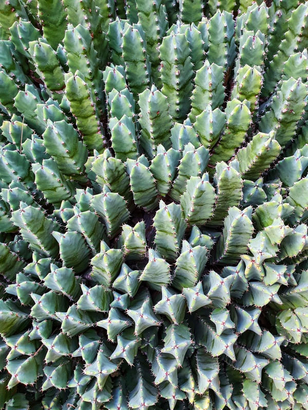EUPHORBIA RESINIFERA