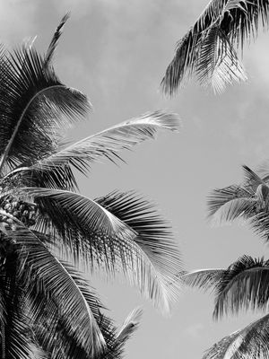 COQUEIRAL PRAIA DE LUCENA III P&B