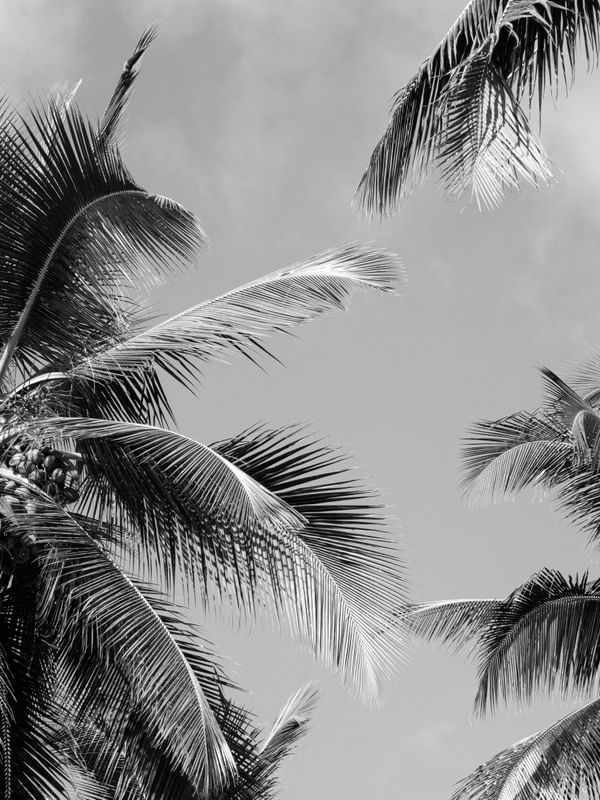 COQUEIRAL PRAIA DE LUCENA III P&B