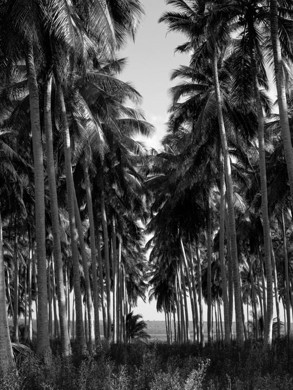 COQUEIRAL PRAIA DE LUCENA II P&B