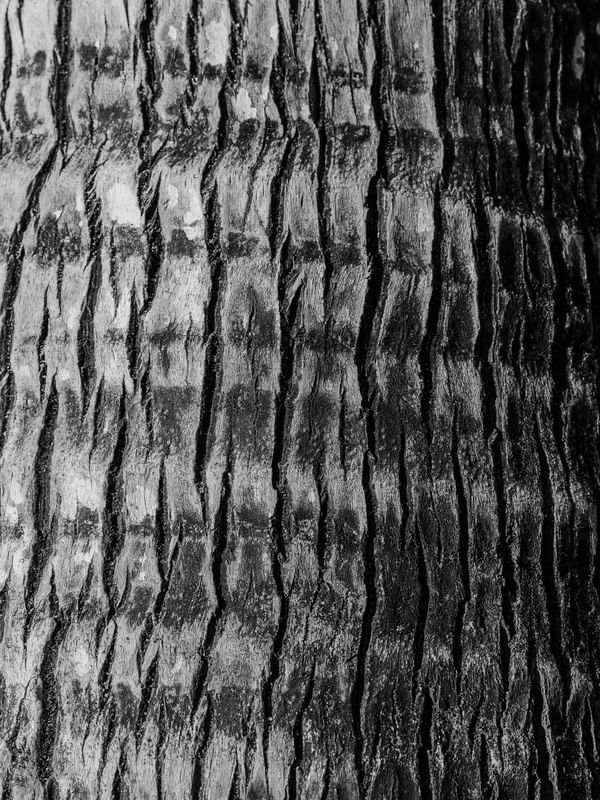 TEXTURAS COQUEIRO P&B
