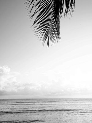 JAMPA PARADISE P&B