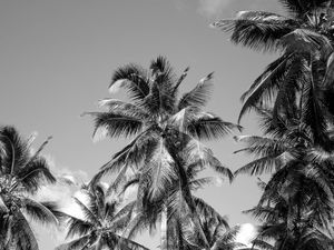 COQUEIRAL PRAIA DE LUCENA V P&B