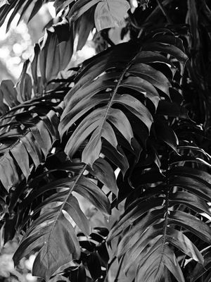 FOLHAS TROPICAIS VIII P&B