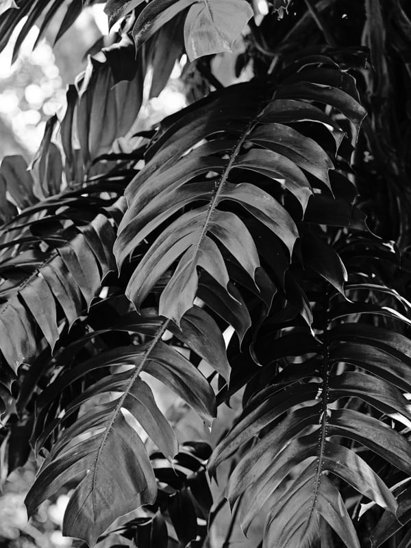 FOLHAS TROPICAIS VIII P&B