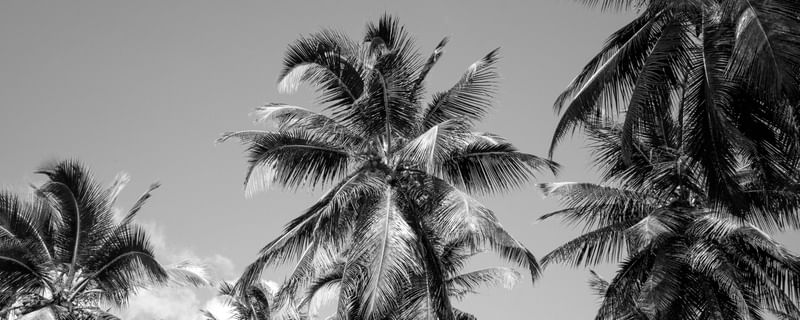 COQUEIRAL PRAIA DE LUCENA I - HORIZONTAL P&B