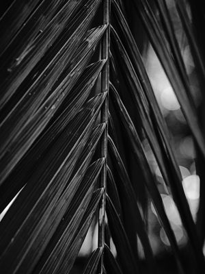 FOLHAS TROPICAIS X P&B