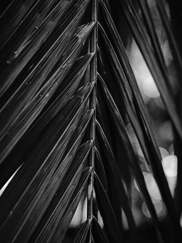 FOLHAS TROPICAIS X P&B