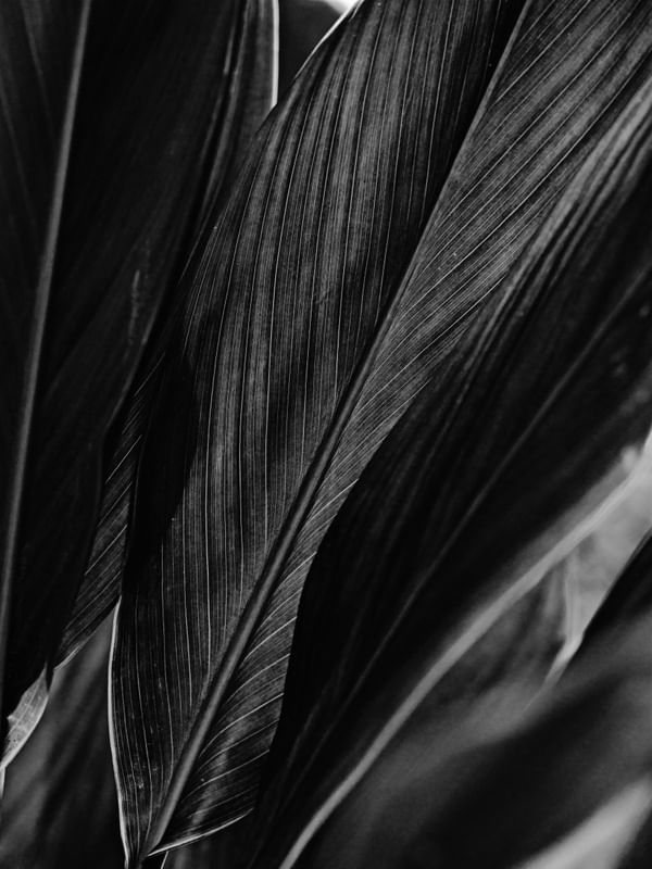 FOLHAS TROPICAIS P&B VII