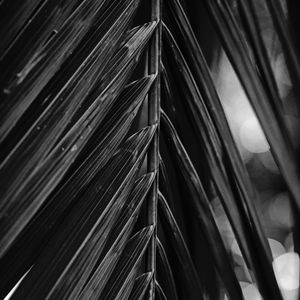 FOLHAGEM TROPICAL XVI P&B