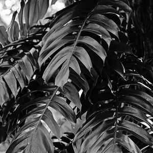 FOLHAS TROPICAIS XV P&B