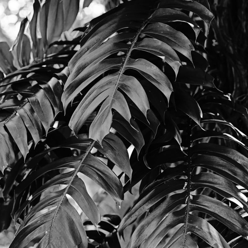 FOLHAS TROPICAIS XV P&B