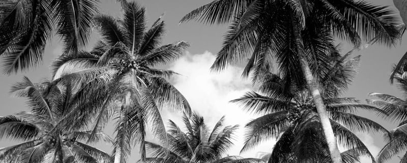 COQUEIRAL PRAIA DE LUCENA II - HORIZONTAL P&B