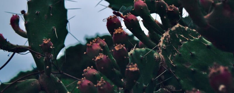 CACTUS (DA SÉRIE LAND OF THE SOUTHERN LAPWING)