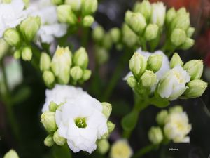 ALVAS E BELAS