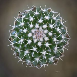 ESPINHO FLOR